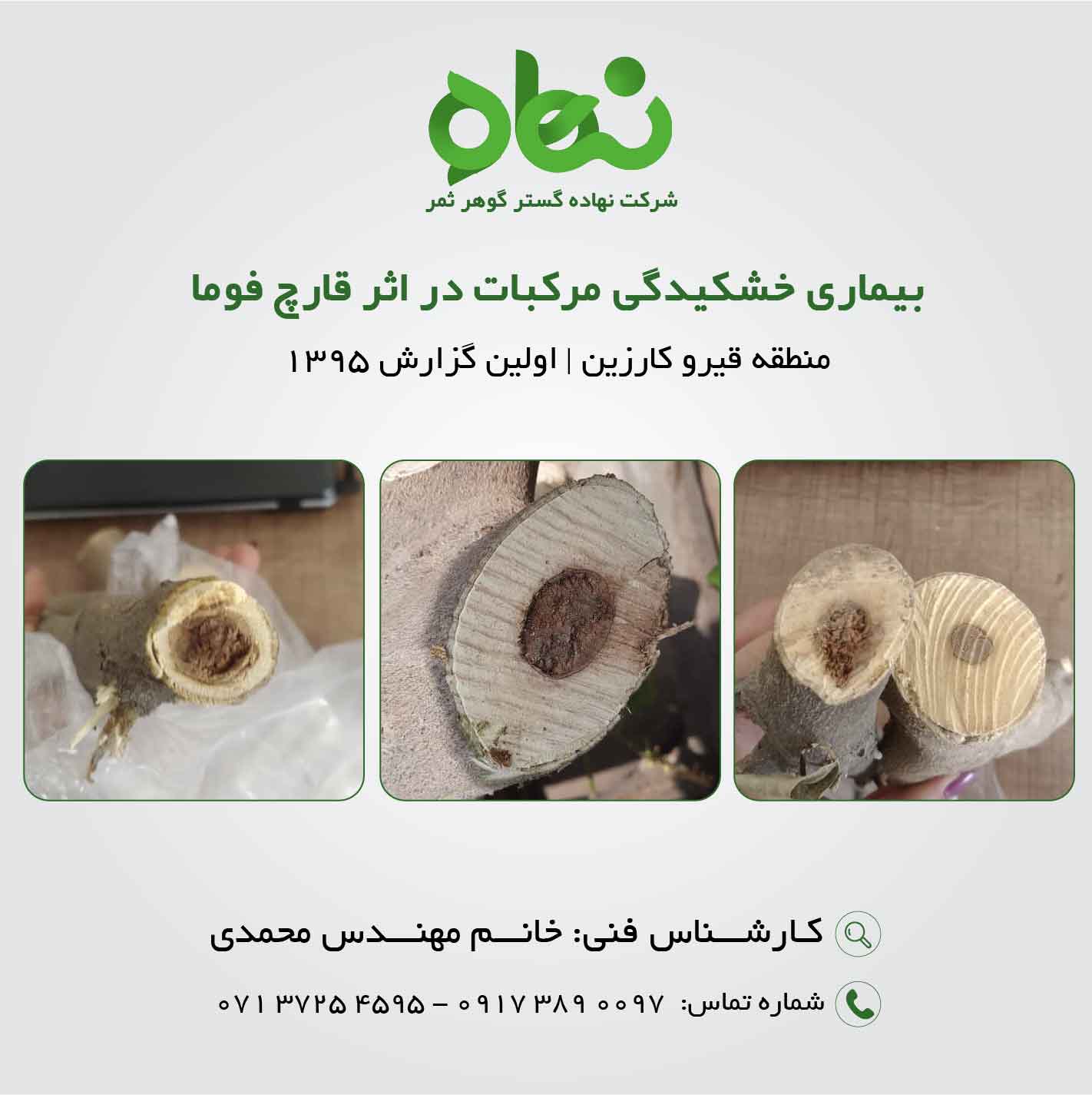 بیماری خشکیدگی مرکبات در اثر قارچ فوما